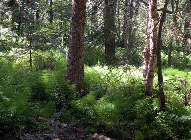 Equisetum sylvaticum /  	Equiseto selvatico
